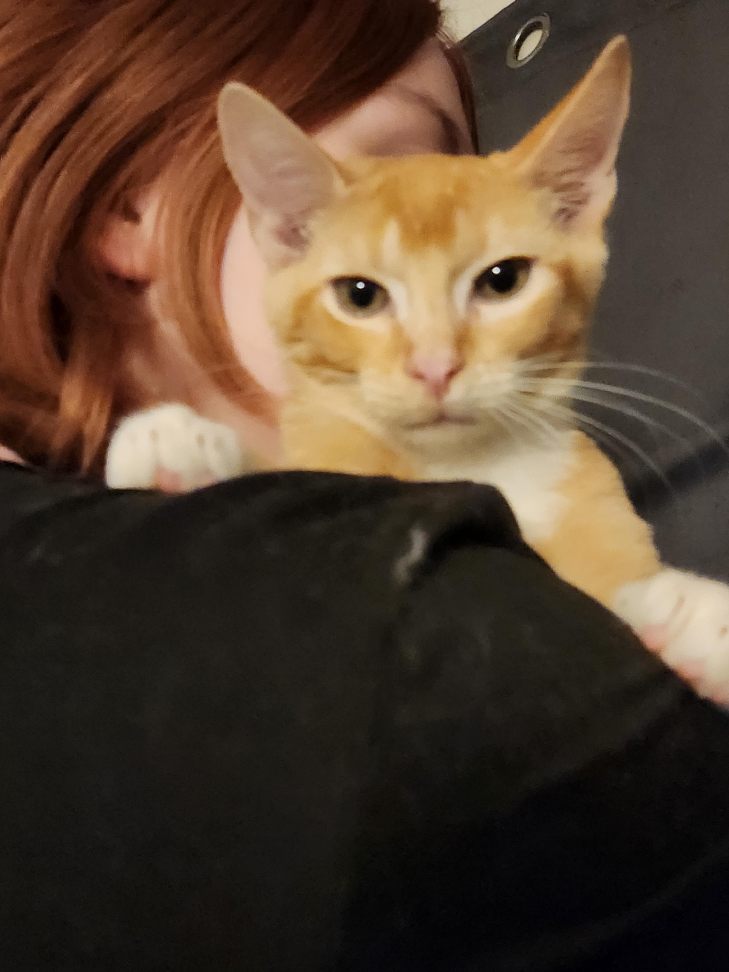 Enlarge Dennis, a Adoptable Domestic Short Hair in Mount Pleasant, TX image 2/6
