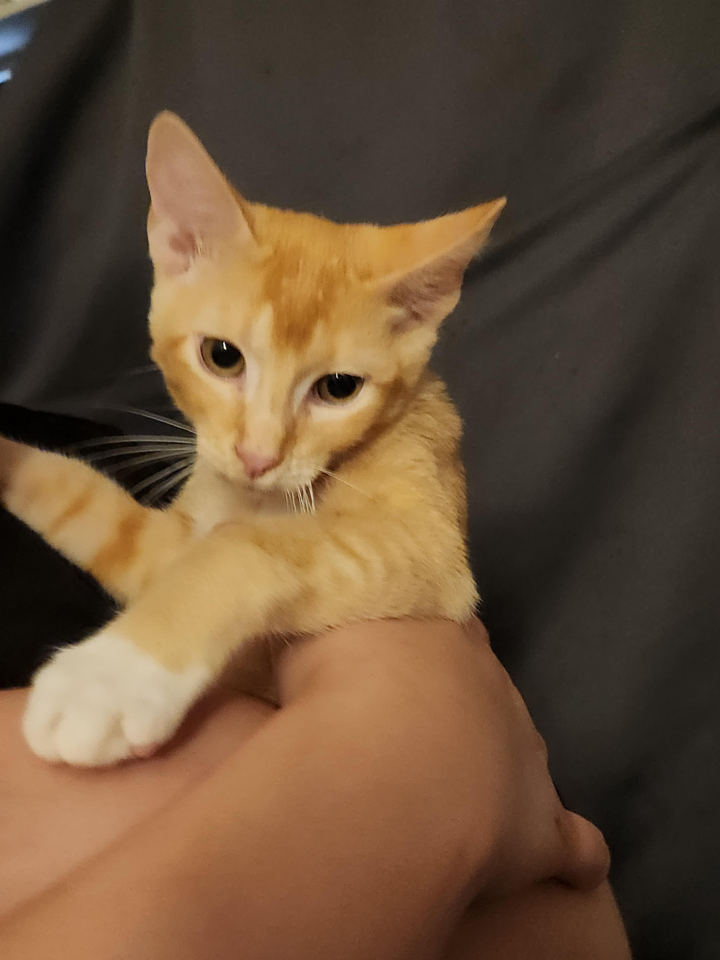 Enlarge Dennis, a Adoptable Domestic Short Hair in Mount Pleasant, TX image 5/6