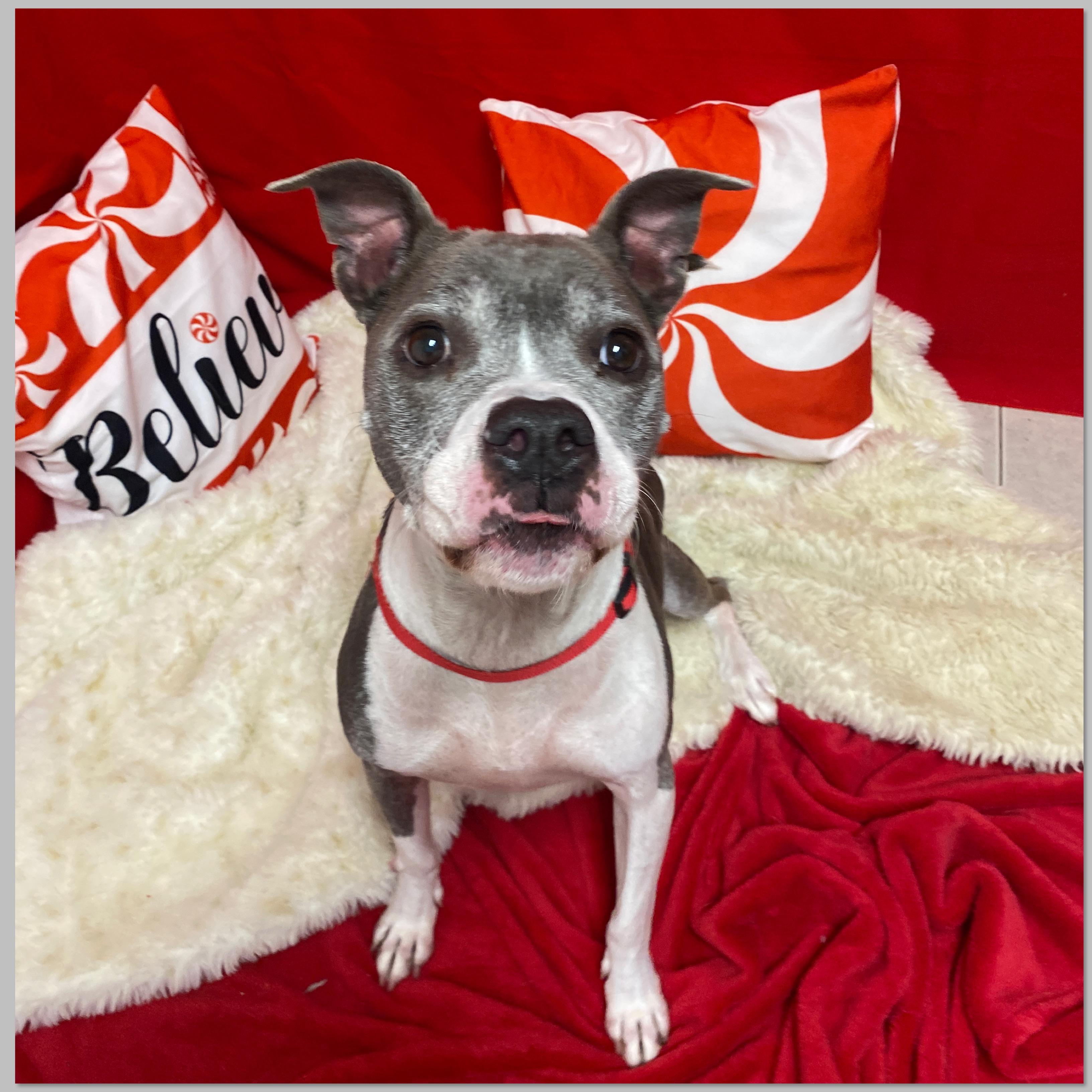 Enlarge River, a Adoptable mixed breed in Elyria, OH image 4/4