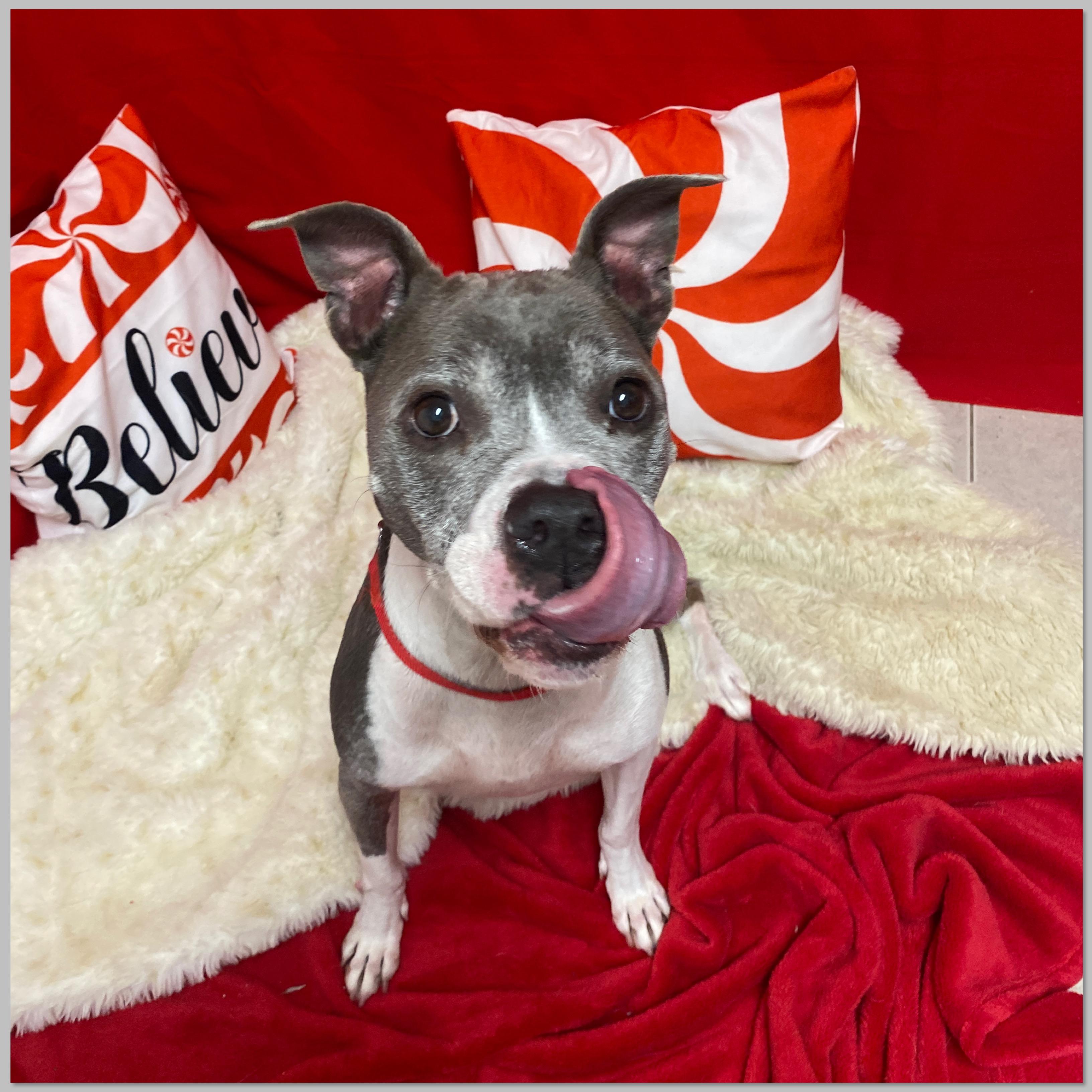 Enlarge River, a Adoptable mixed breed in Elyria, OH image 2/4