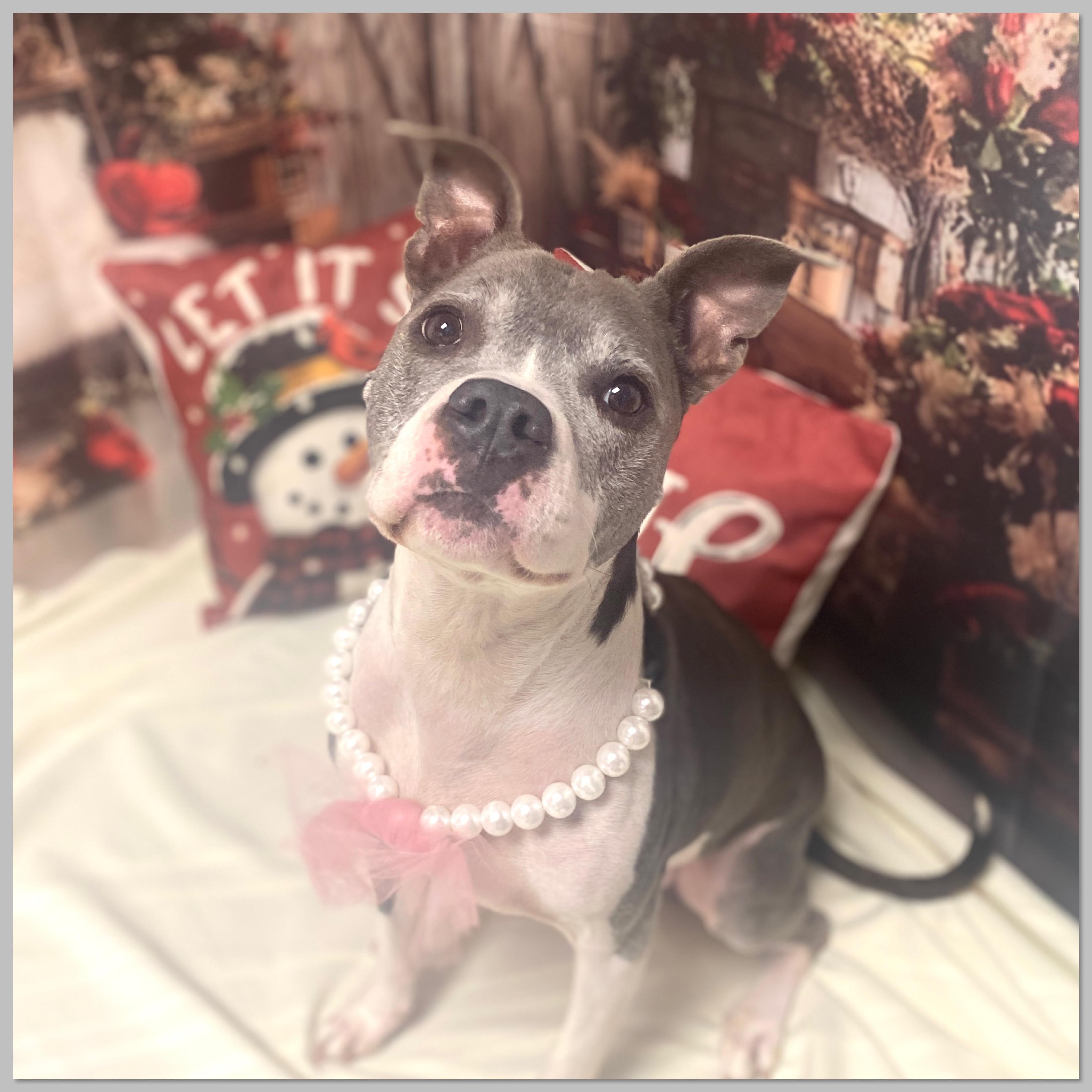 River, Adoptable, Senior Female Terrier & Pit Bull Terrier.