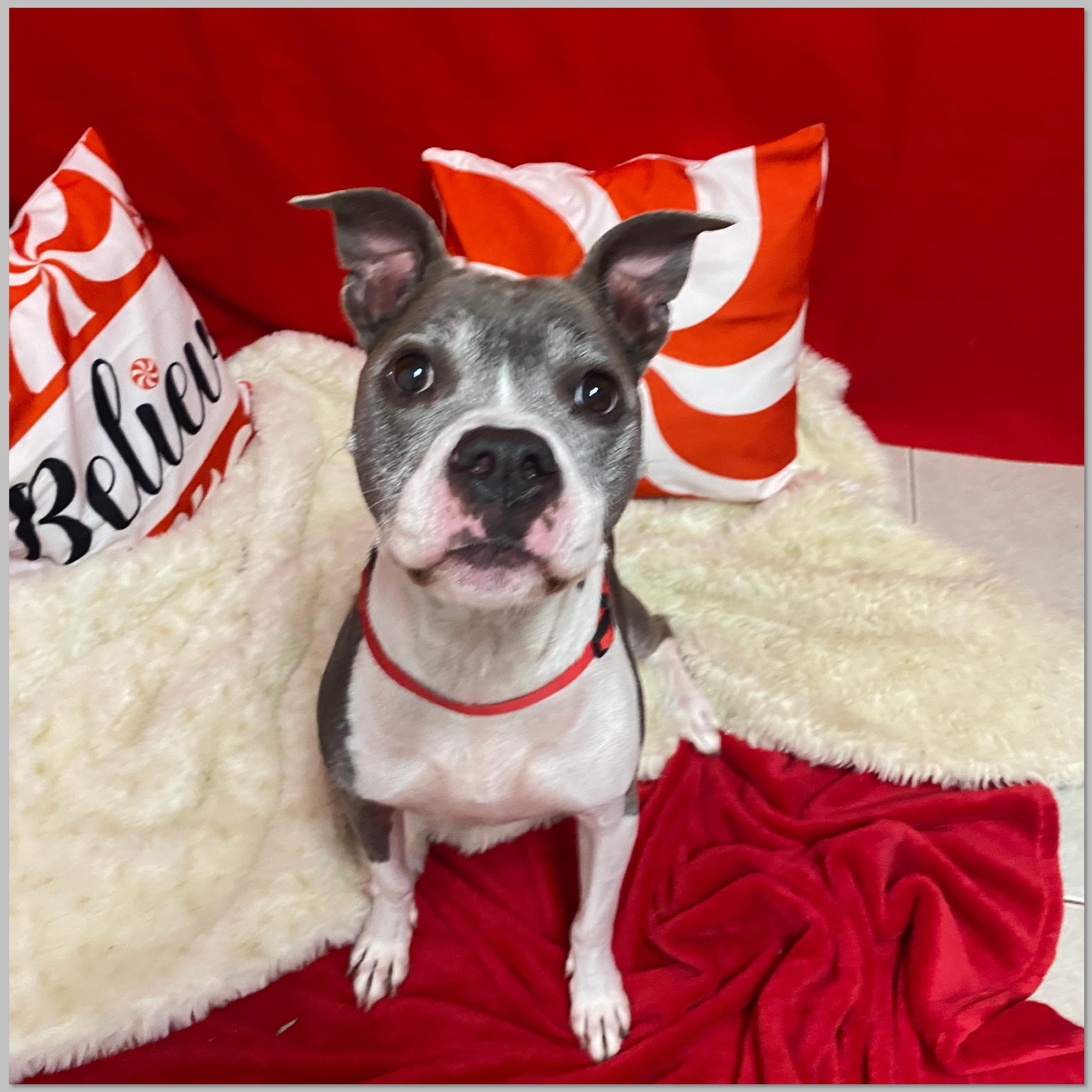 River, Adoptable, Senior Female Terrier & Pit Bull Terrier.