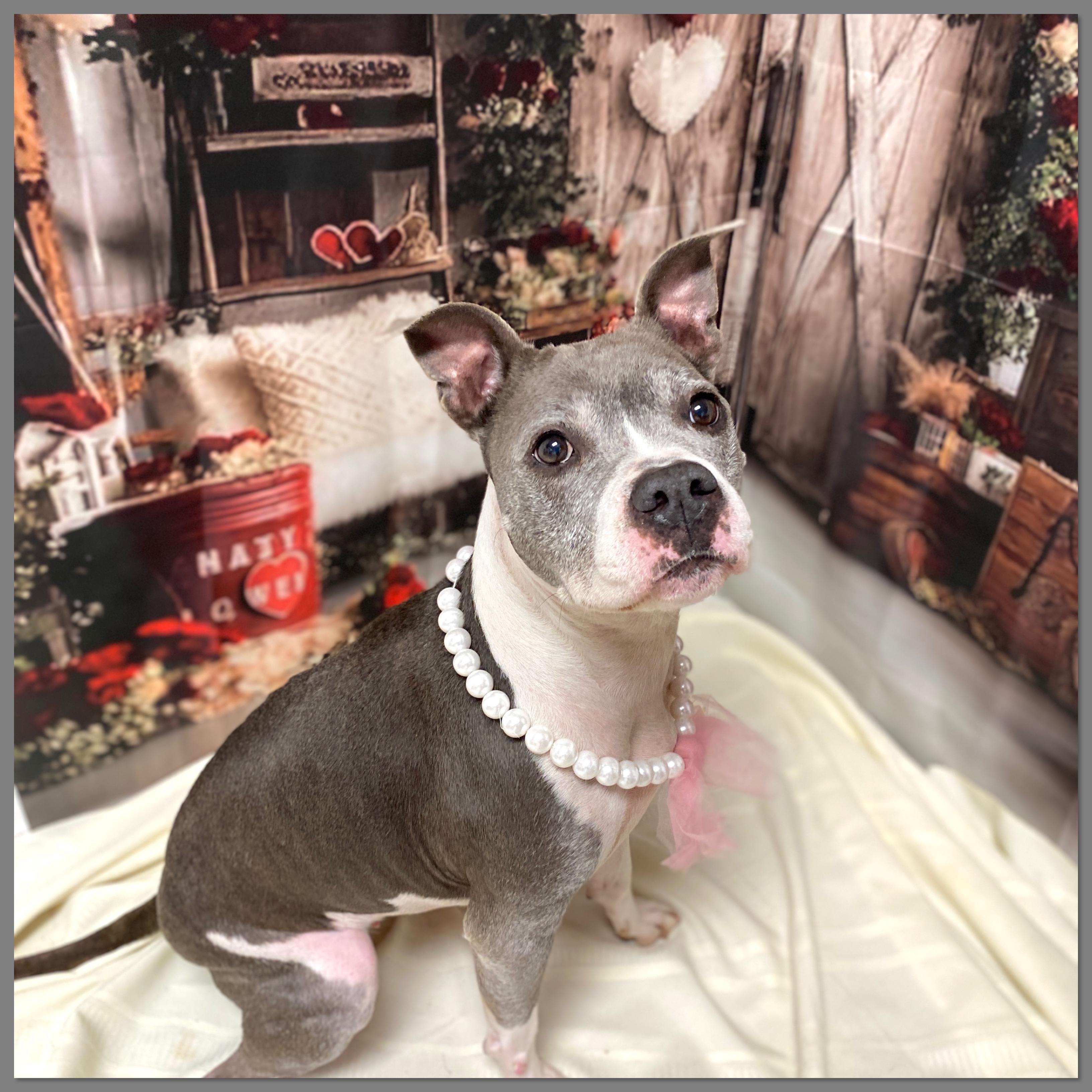 River, Adoptable, Senior Female Terrier & Pit Bull Terrier.