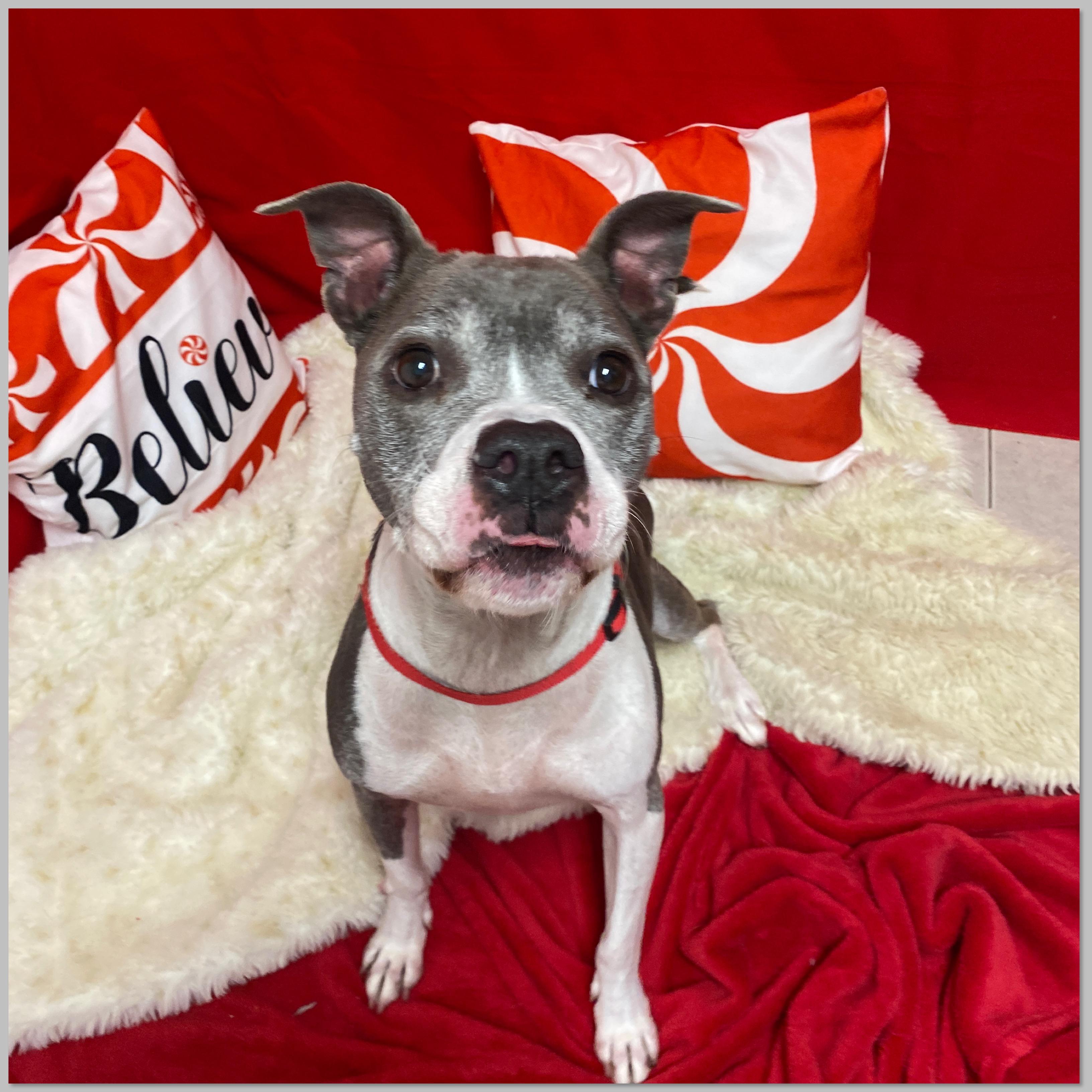 Enlarge River, a Adoptable mixed breed in Elyria, OH image 3/4