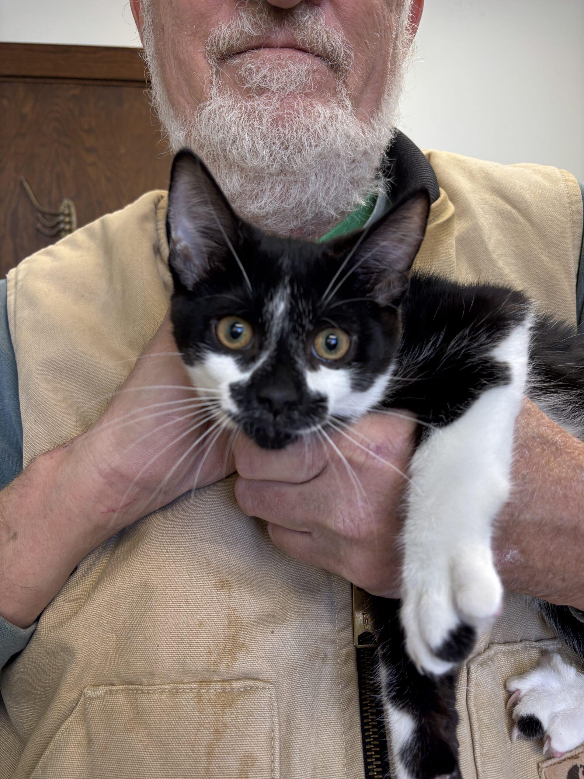 Enlarge Binky, a Adoptable Domestic Short Hair in Kenosha, WI image 1/3