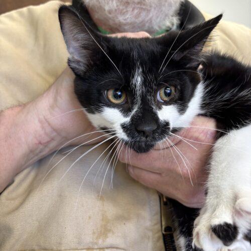 Enlarge Binky, a Adoptable Domestic Short Hair in Kenosha, WI image 2/3