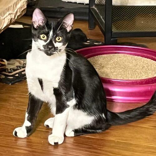 Enlarge Binky, a Adoptable Domestic Short Hair in Kenosha, WI image 3/3