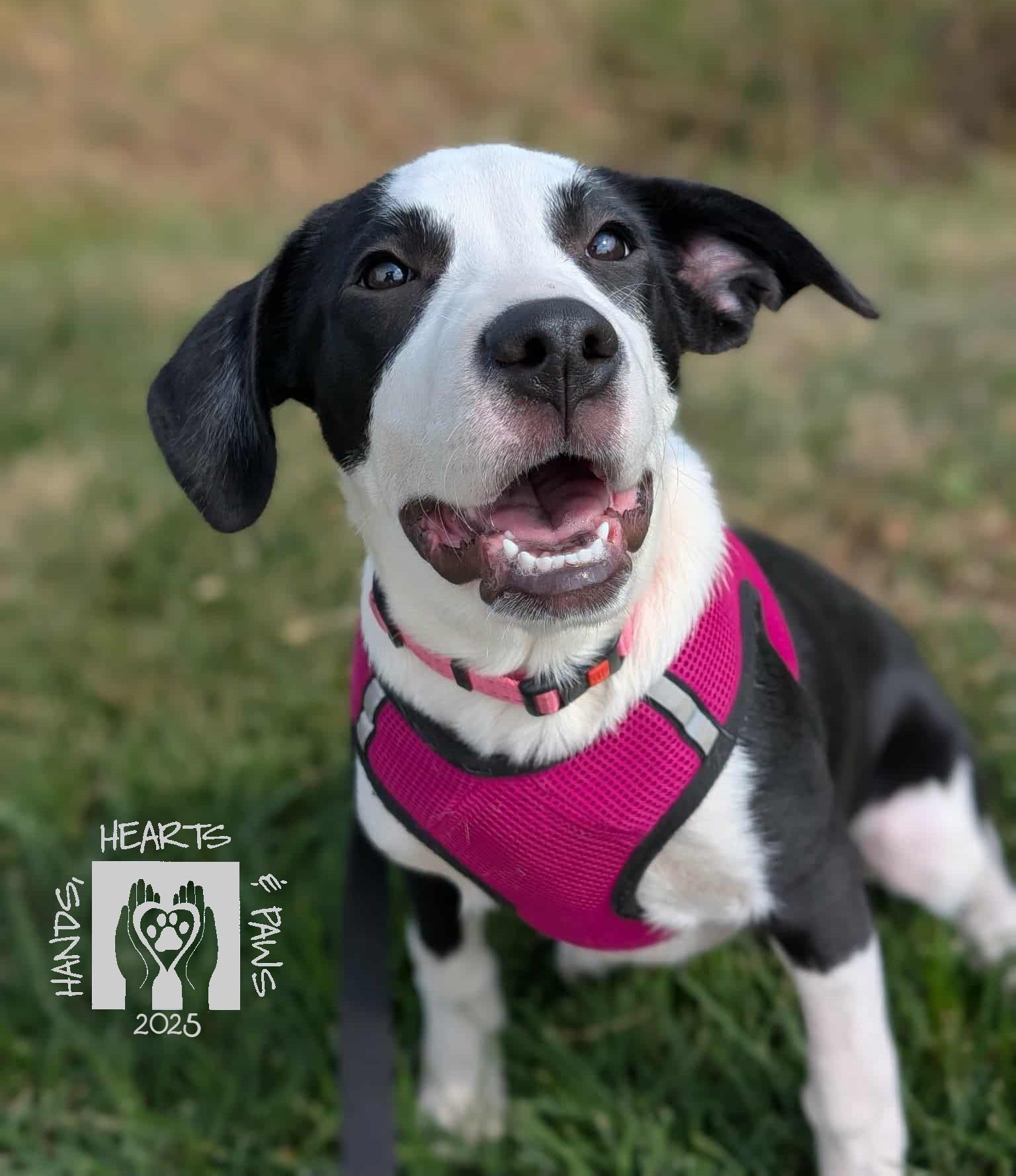 Tweedledee, Adoptable, Puppy Female Hound.