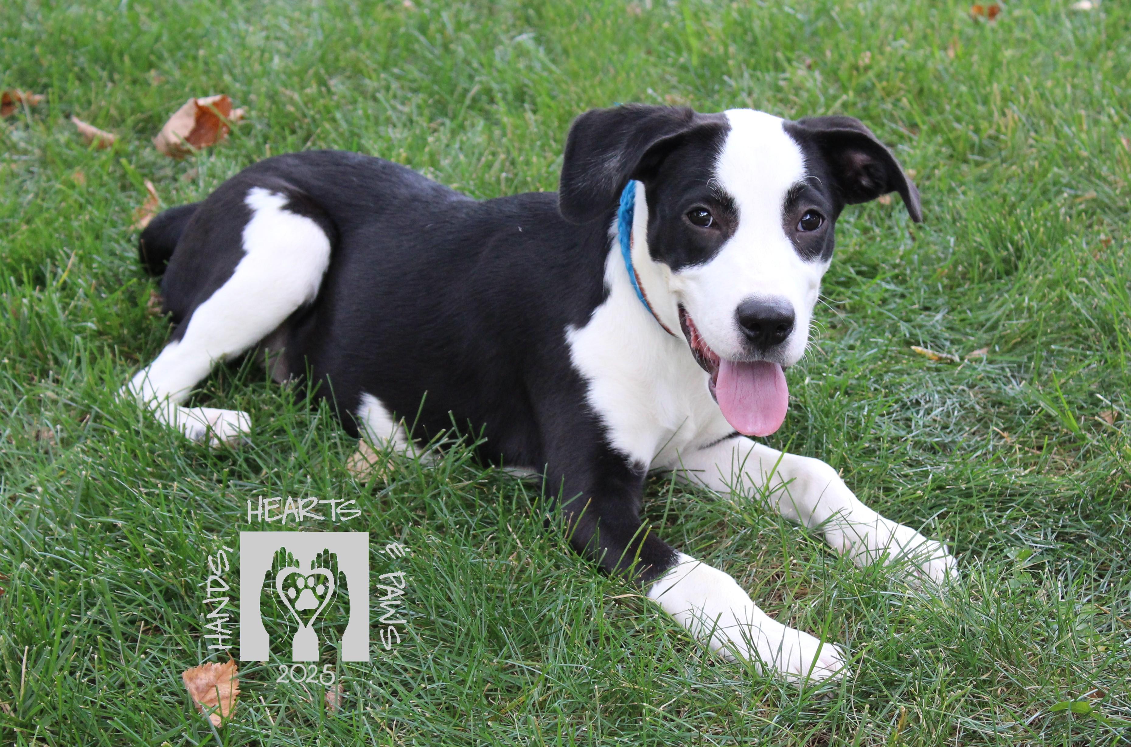 Tweedledee, a Adoptable mixed breed in Omaha, NE image 2/3