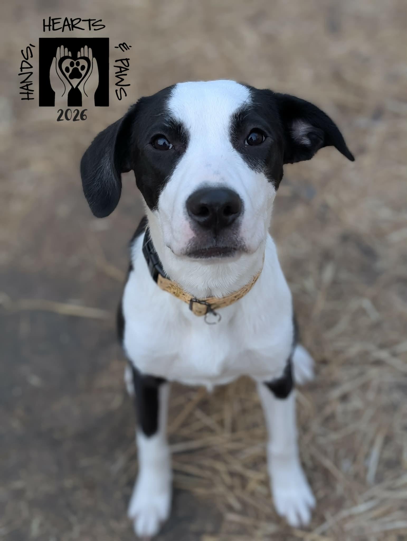 Tweedledee, adoptable, Puppy Female Hound.