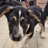 Enlarge Rosaline, an adopted mixed breed in Edgewood, NM image 3/3