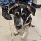 Enlarge Rosaline, an adopted mixed breed in Edgewood, NM image 2/3