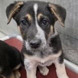 Rosaline, adopted, Puppy Female German Shepherd Dog & Australian Cattle Dog / Blue Heeler.