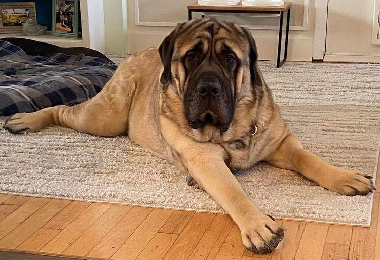 Enlarge Mr. Bojangles, an adopted Mastiff in Larkspur, CO image 4/4