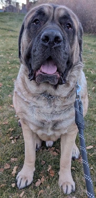 Enlarge Mr. Bojangles, an adopted Mastiff in Larkspur, CO image 3/4