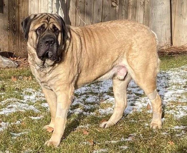 Enlarge Mr. Bojangles, an adopted Mastiff in Larkspur, CO image 2/4