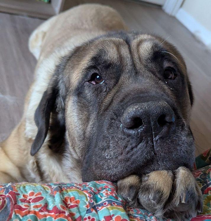 Enlarge Mr. Bojangles, an adopted Mastiff in Larkspur, CO image 1/4
