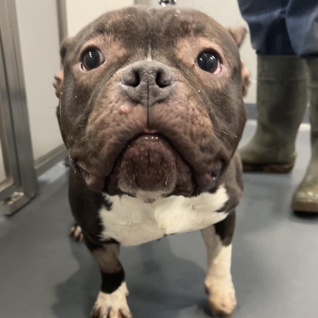 Mia, Adoptable, Adult Female Mixed Breed.