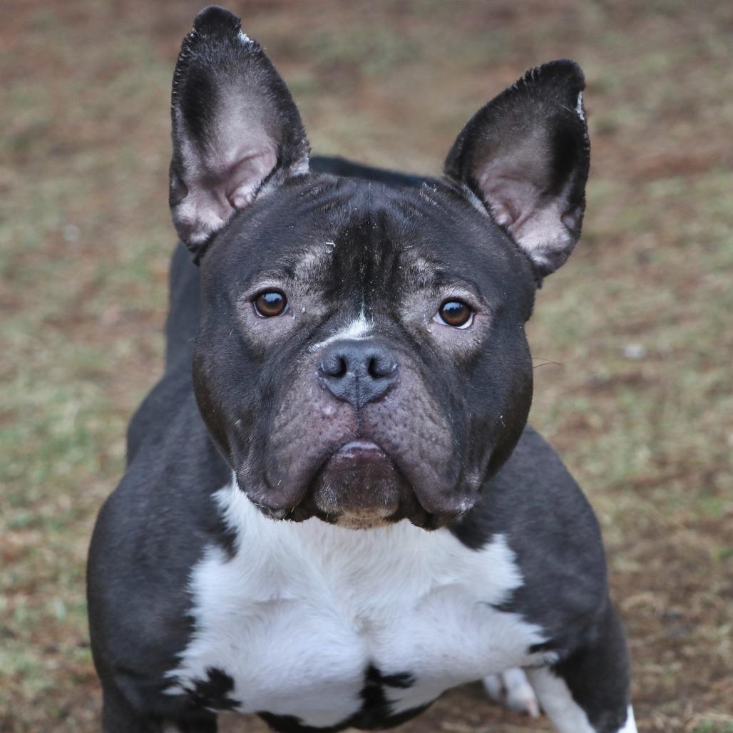 Enlarge Mia, a Adoptable Mixed Breed in Allentown, PA image 2/3