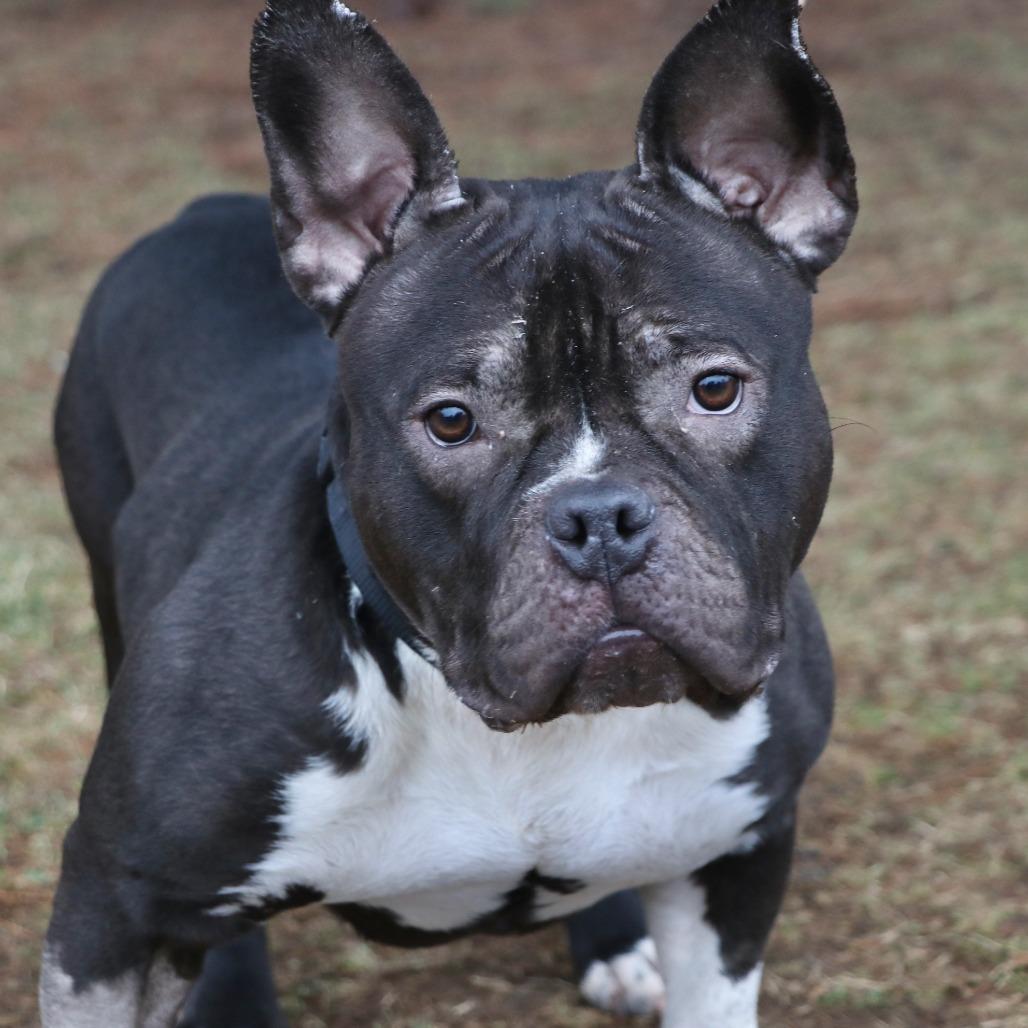 Enlarge Mia, a Adoptable Mixed Breed in Allentown, PA image 3/3