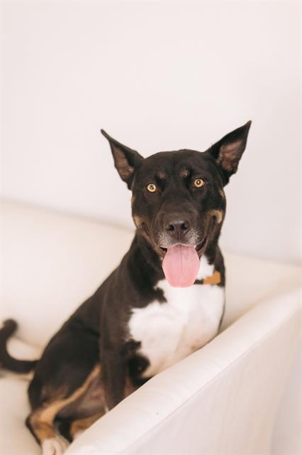 DARLA, Adoptable, Adult Female German Shepherd Dog & Mixed Breed.