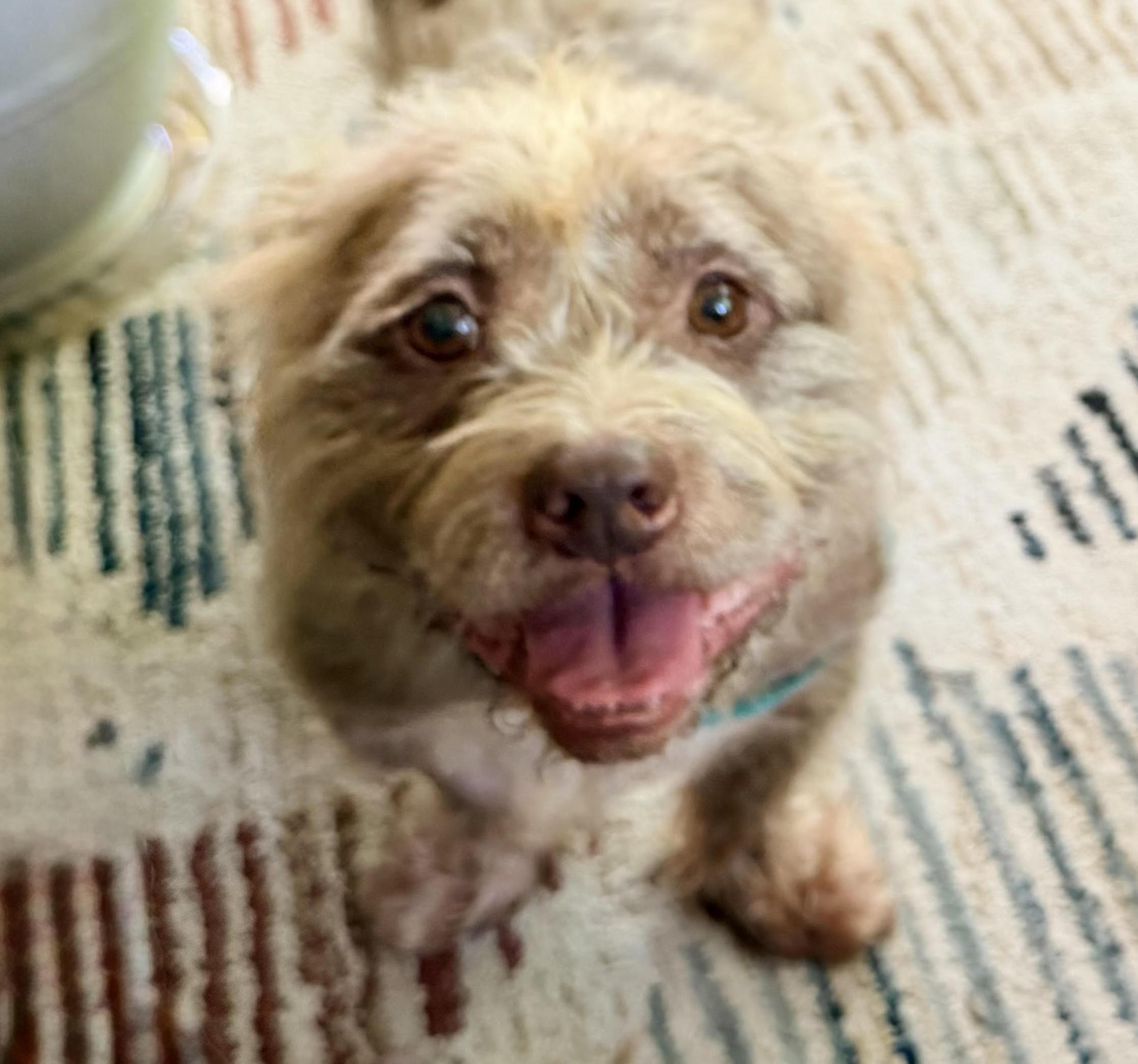 Enlarge Oaken, a Adopted mixed breed in Cumming, GA image 1/4