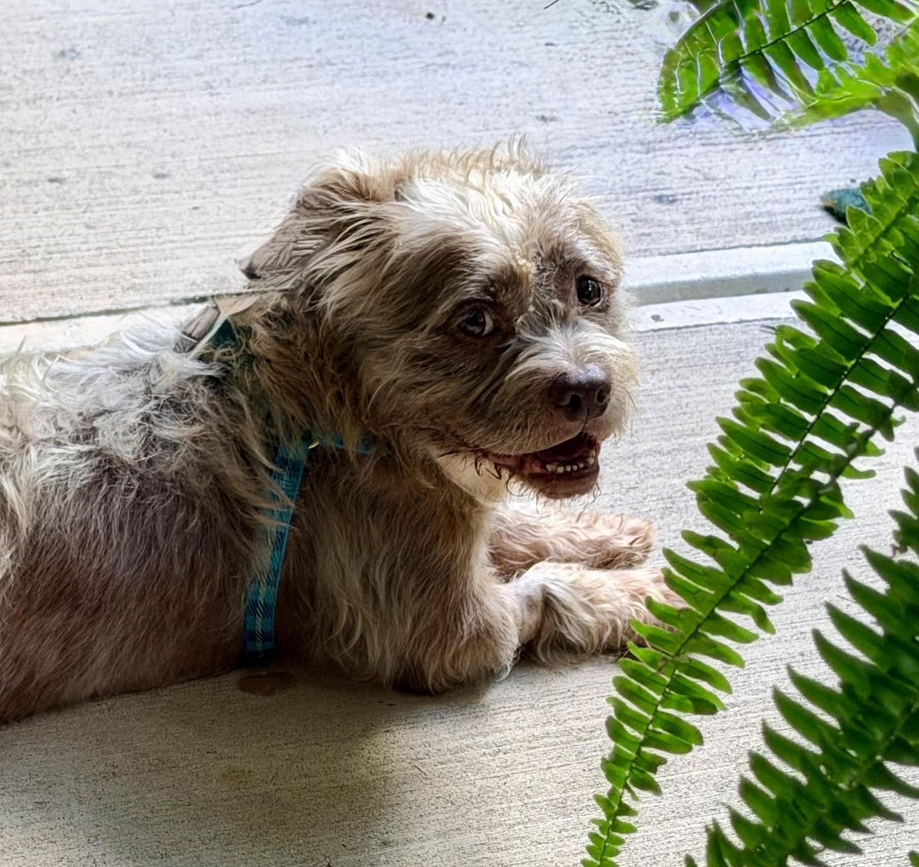 Enlarge Oaken, a Adopted mixed breed in Cumming, GA image 2/4