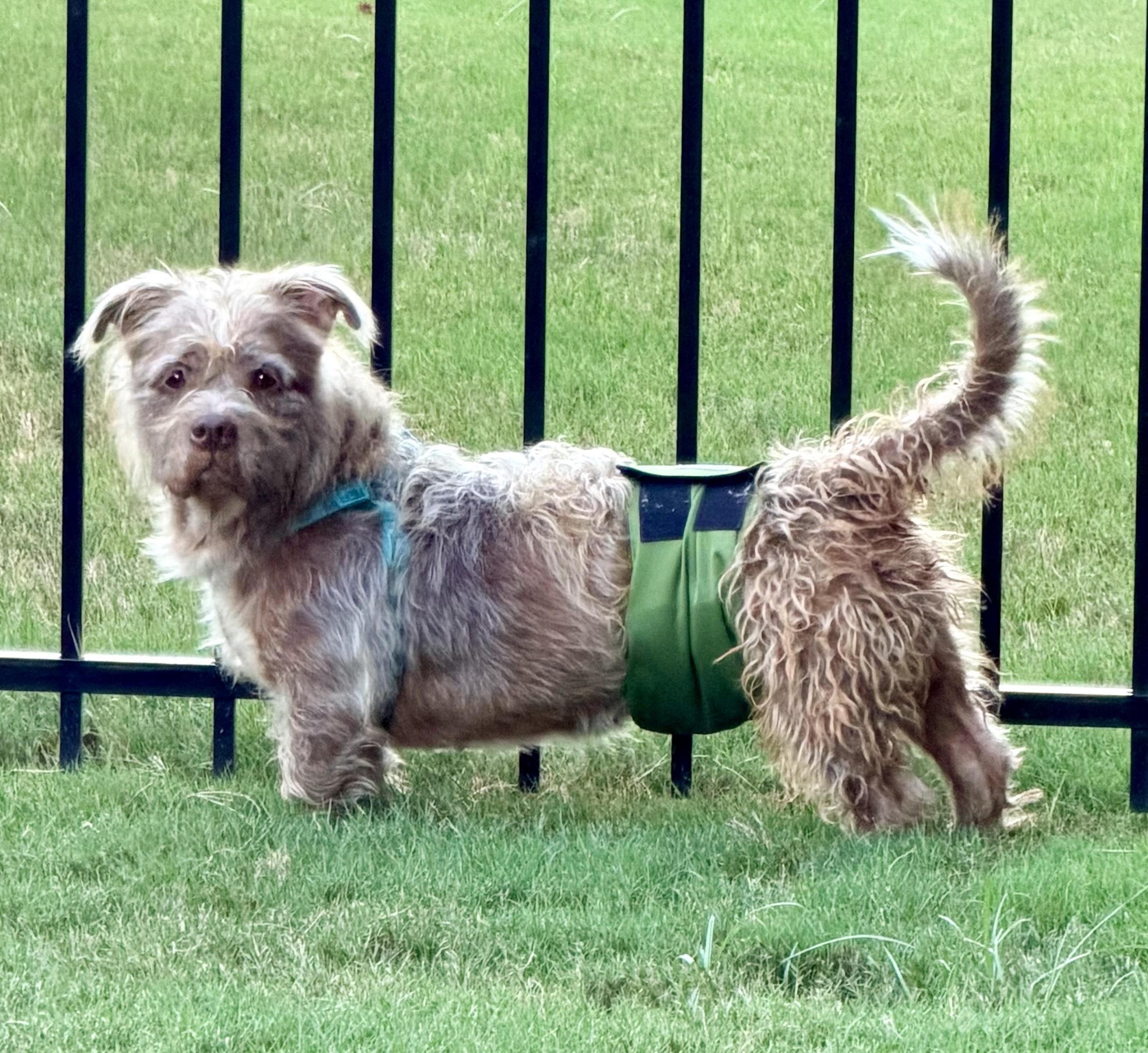 Enlarge Oaken, a Adopted mixed breed in Cumming, GA image 3/4