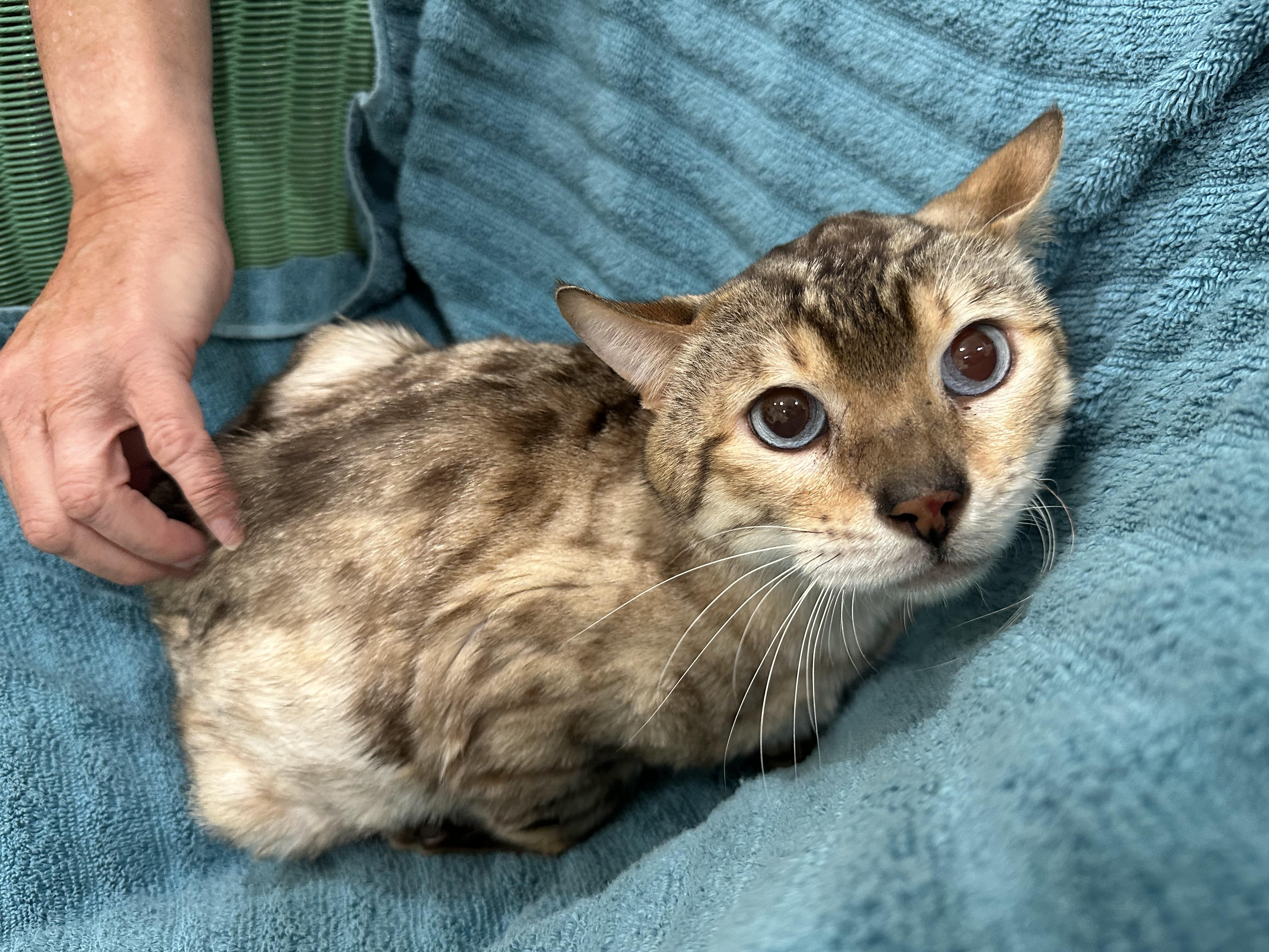Aaron, an adoptable Bengal in Lawrenceville, GA image 2/5