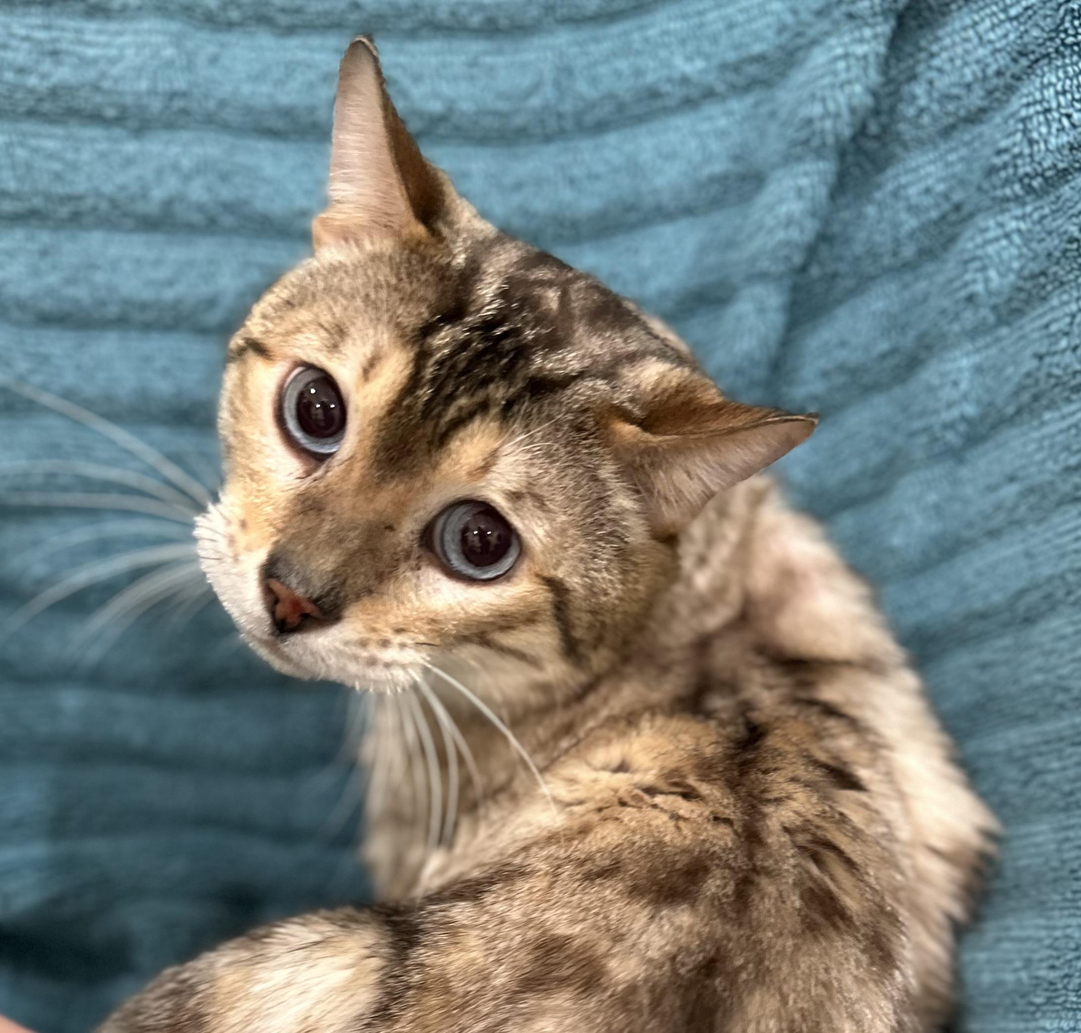 Aaron, adoptable, Young Male Bengal.