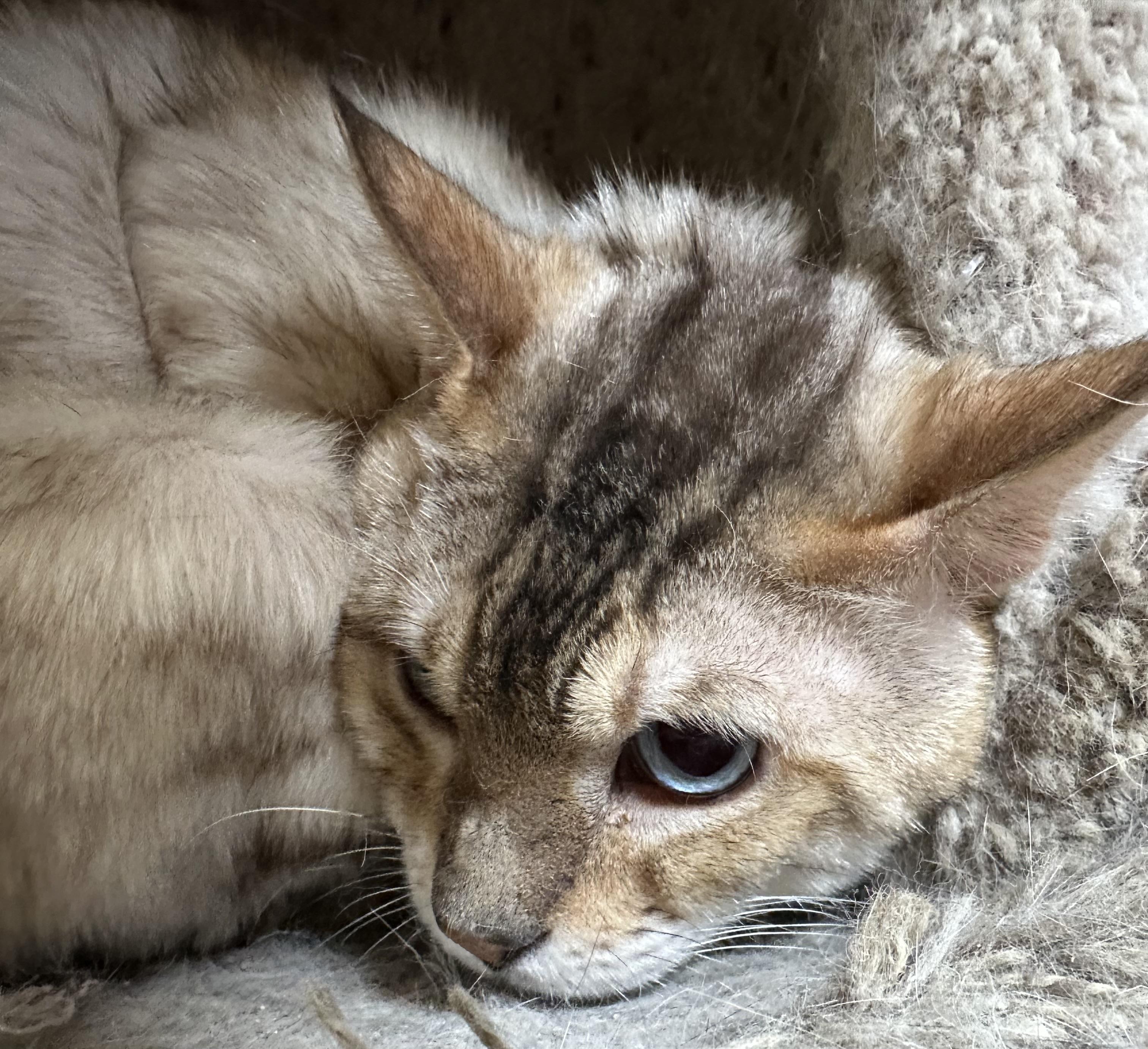 Aaron, an adoptable Bengal in Lawrenceville, GA image 5/5
