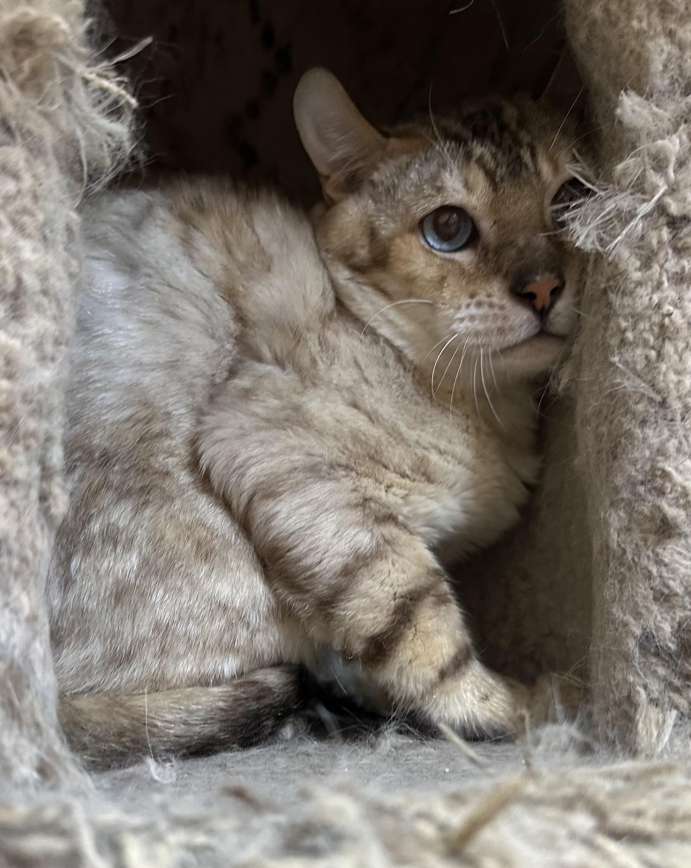 Aaron, an adoptable Bengal in Lawrenceville, GA image 4/5