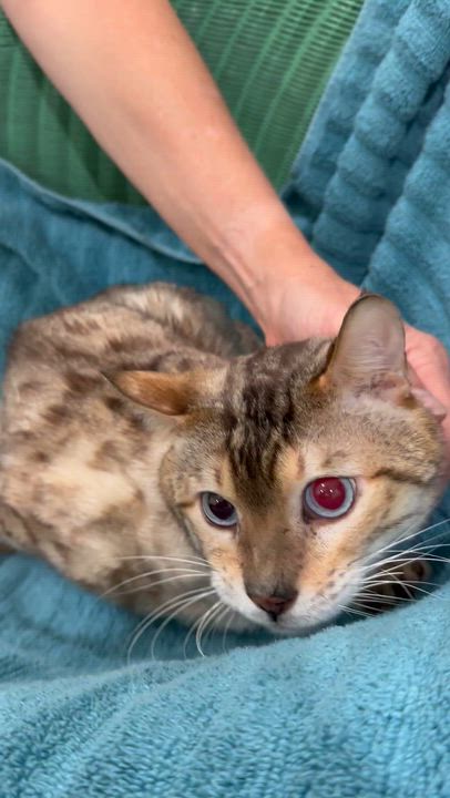 Enlarge Aaron, an adoptable Bengal in Lawrenceville, GA video 3/5