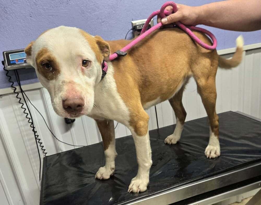 Enlarge Daffodil, a Adoptable mixed breed in Waverly, OH image 1/1