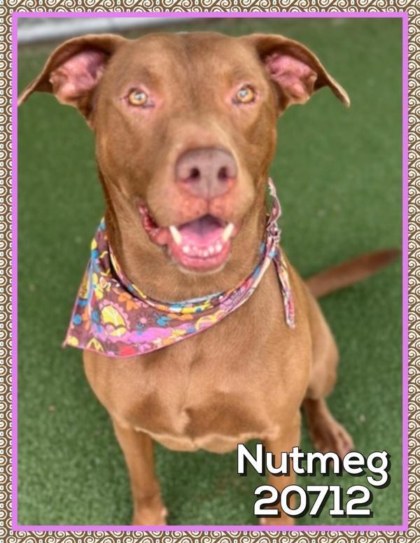 Nutmeg(880), Adoptable, Adult Female Labrador Retriever & Pit Bull Terrier.