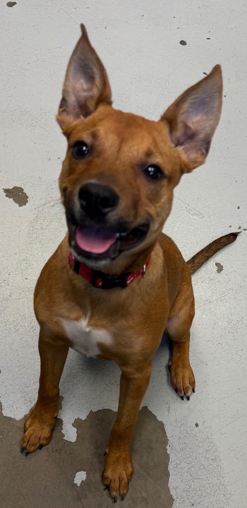 Enlarge Xena, a Adoptable Labrador Retriever in Greenwood, MS image 1/2