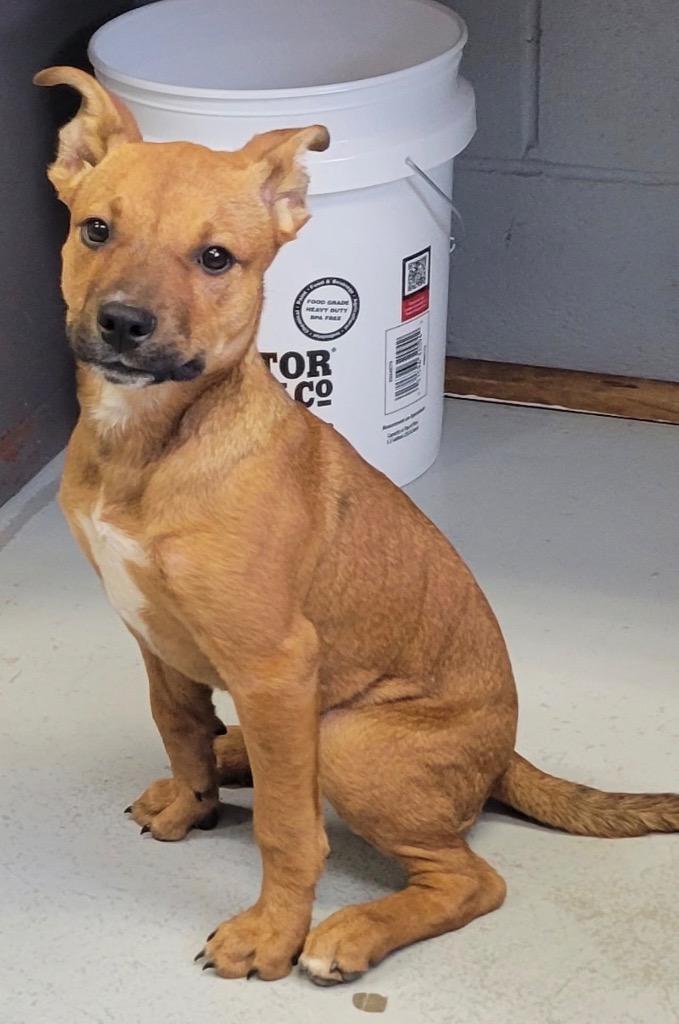 Enlarge Xena, a Adoptable Labrador Retriever in Greenwood, MS image 2/2