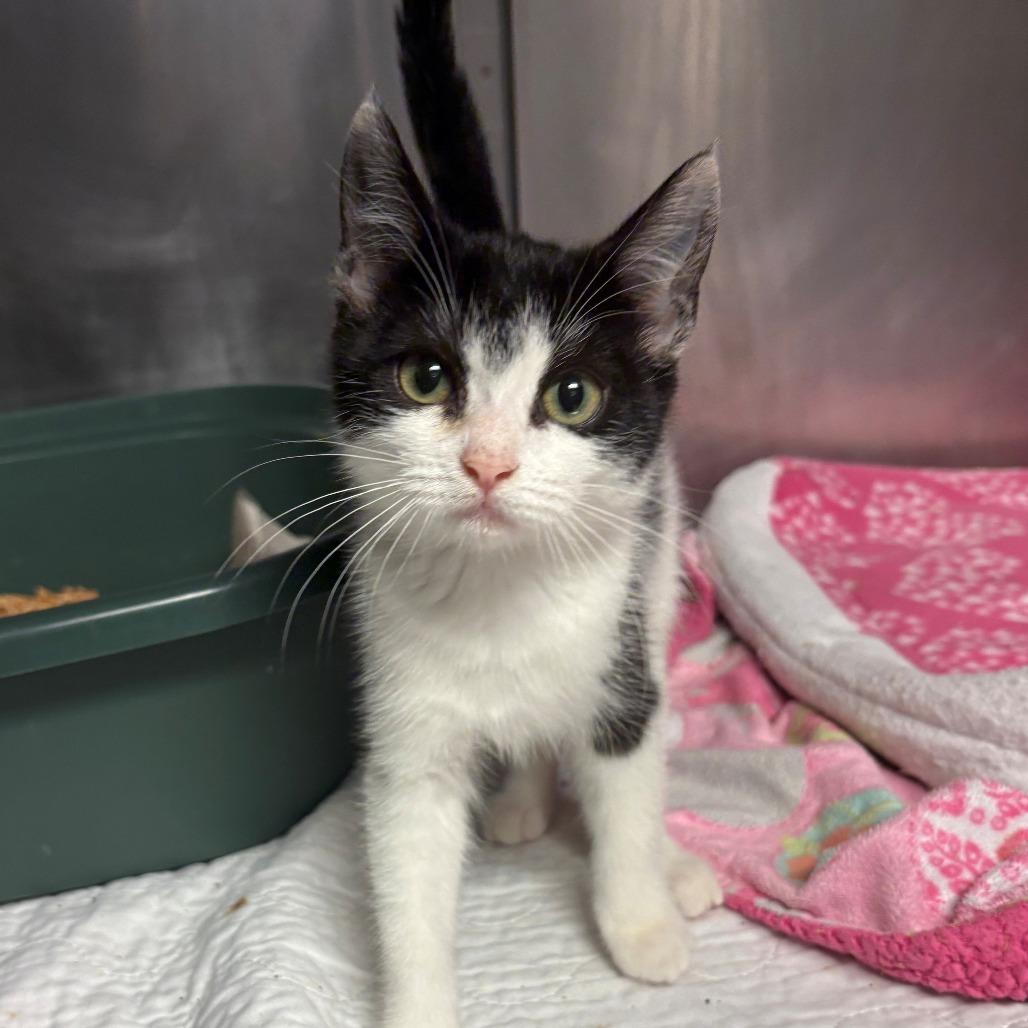 Enlarge Chakra, a Adoptable Domestic Short Hair in Chehalis, WA image 1/3