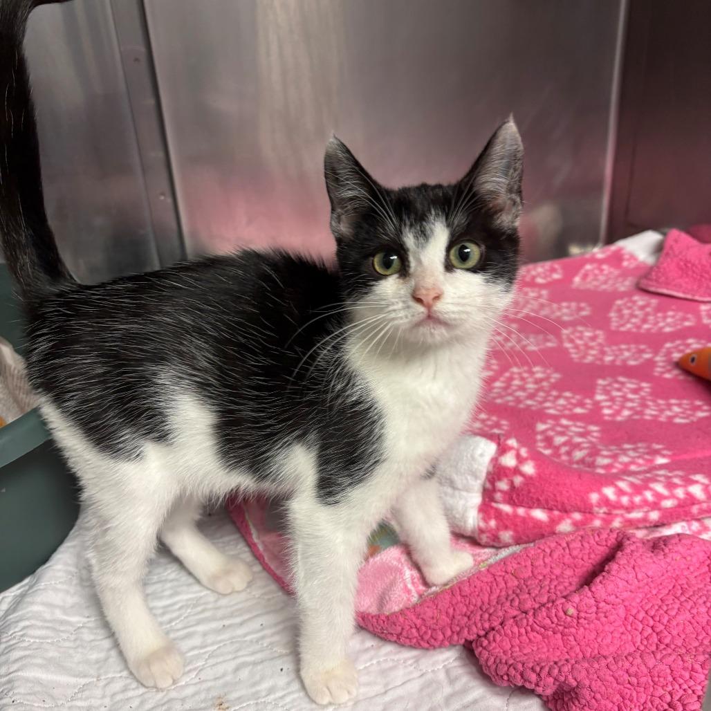 Enlarge Chakra, a Adoptable Domestic Short Hair in Chehalis, WA image 3/3