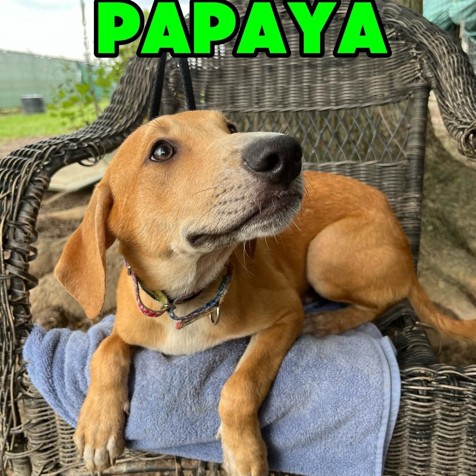 Enlarge PAPAYA, a ADOPTABLE Labrador Retriever in Hampton, VA image 1/2