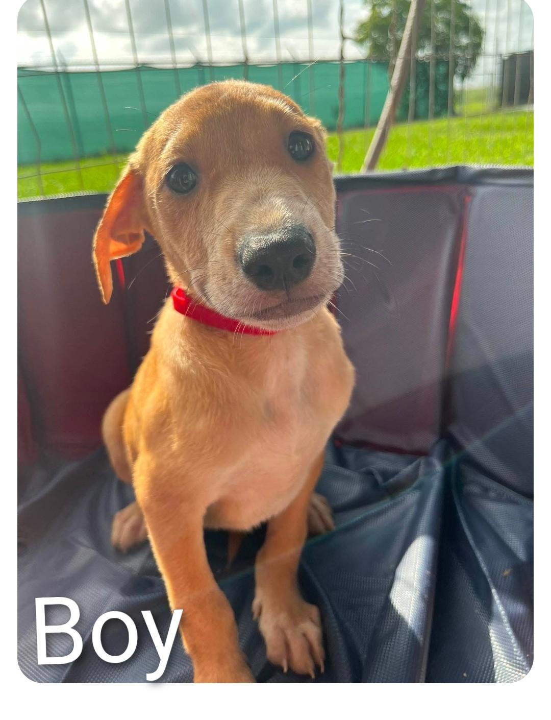 Enlarge CLOVER 4, a ADOPTABLE Labrador Retriever in Hampton, VA image 1/1