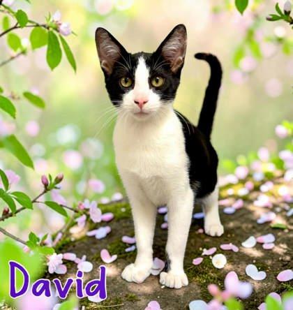 David, Adoptable, Kitten Male Domestic Short Hair.