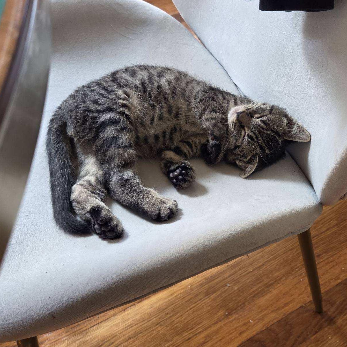 Enlarge Private Ryan, an adopted Domestic Short Hair in Norwalk, CT image 3/6