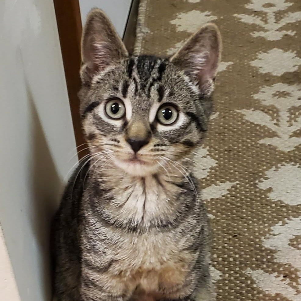 Enlarge Private Ryan, an adopted Domestic Short Hair in Norwalk, CT image 1/6