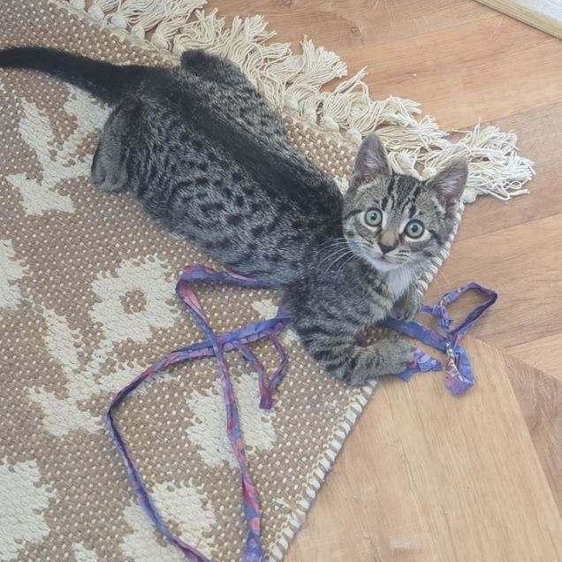 Enlarge Private Ryan, an adopted Domestic Short Hair in Norwalk, CT image 4/6