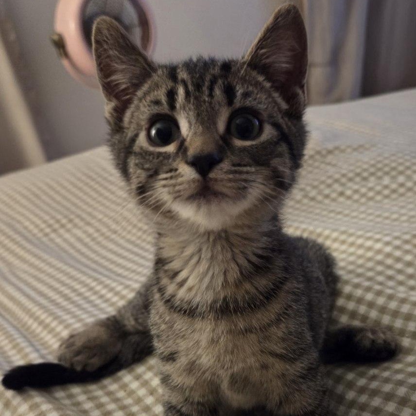 Enlarge Private Ryan, an adopted Domestic Short Hair in Norwalk, CT image 5/6