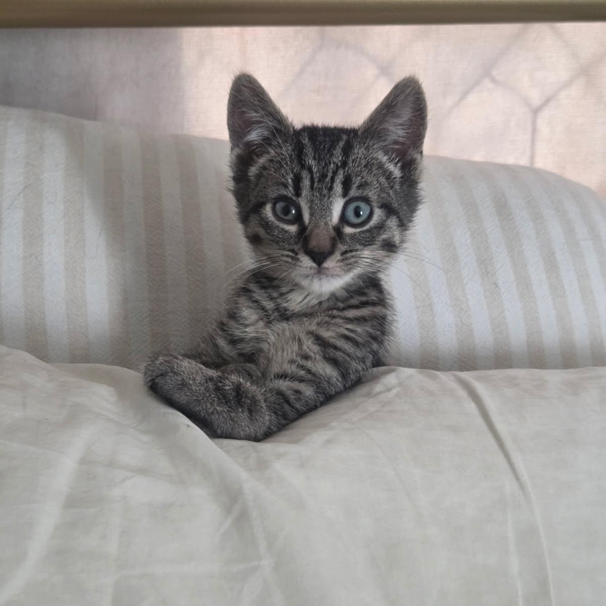 Enlarge Private Ryan, an adopted Domestic Short Hair in Norwalk, CT image 2/6