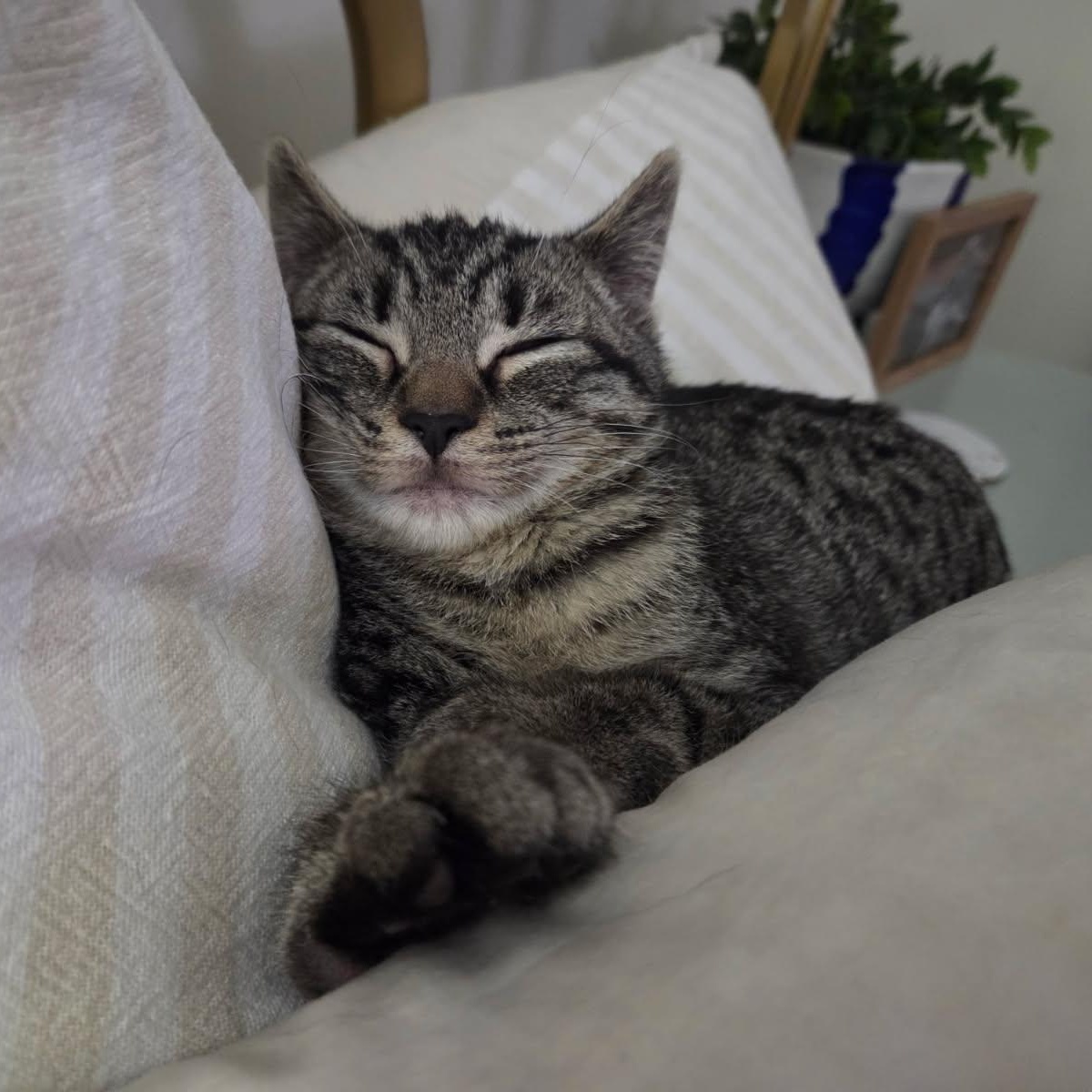 Enlarge Private Ryan, an adopted Domestic Short Hair in Norwalk, CT image 6/6