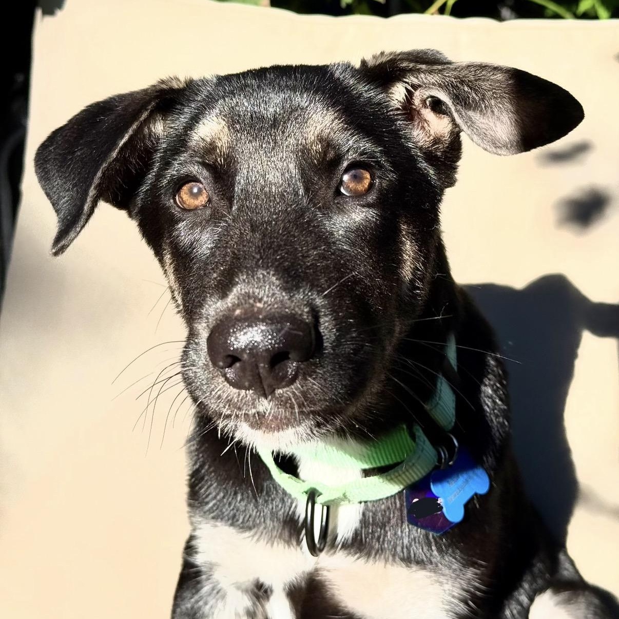 Enlarge Denali, a Adoptable mixed breed in Vancouver , WA image 4/6