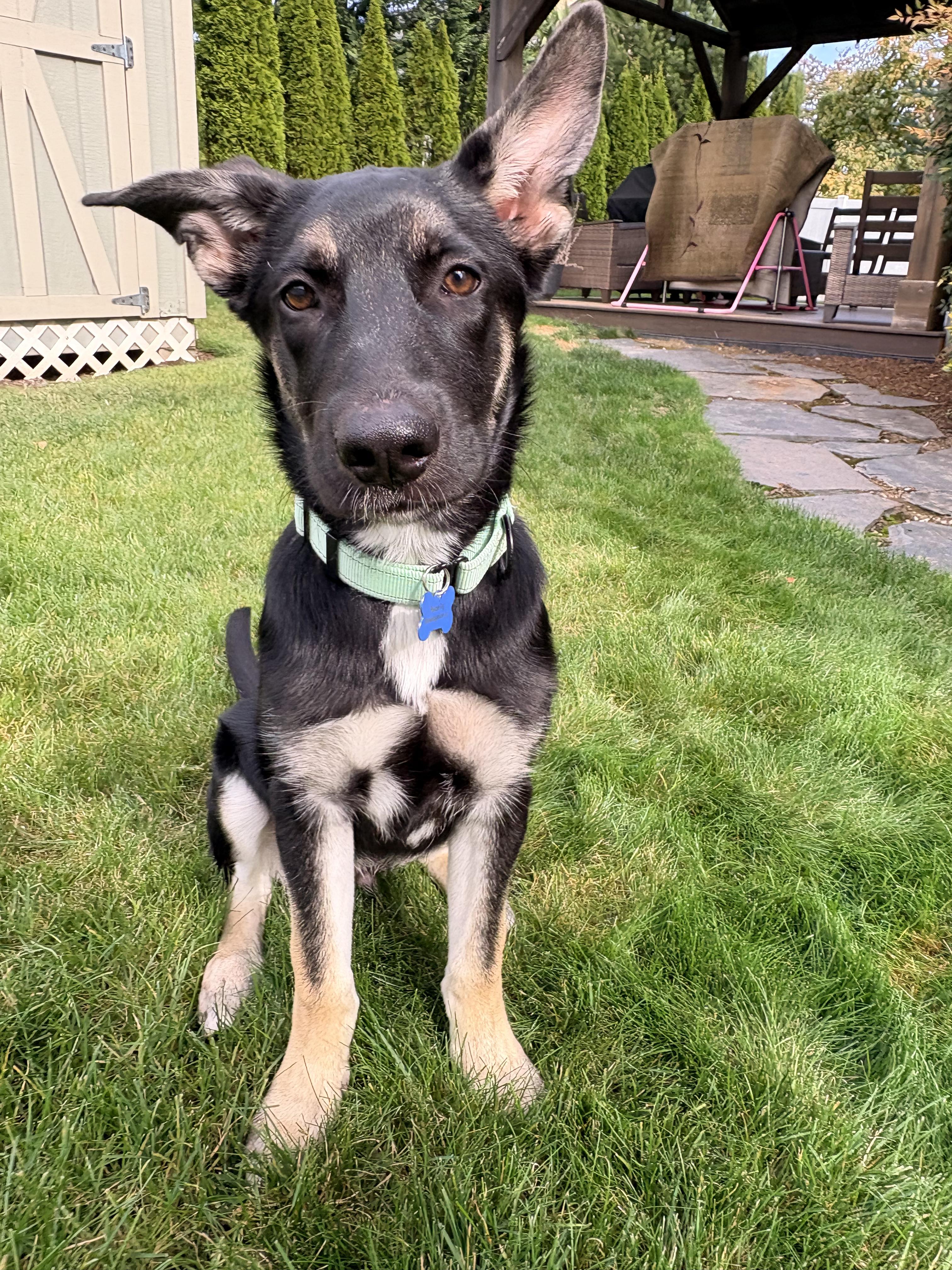 Enlarge Denali, a Adoptable mixed breed in Vancouver , WA image 2/6